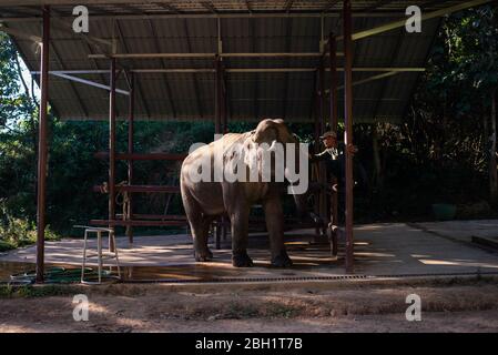 Ein Elefant wird täglich im Krankenhaus im Elephant Conservation Centre, Sayaboury, Laos, untersucht. Das Elephant Conservation Centre ist die einzige Organisation in Laos, die sich für die Erhaltung der Bevölkerung und die Zucht von Elefanten interessiert. Sie haben das einzige Elefantenkrankenhaus und Forschungslabor in Laos. Das Zentrum wurde 2011 gegründet und jetzt schützt das Team 29 Elefanten, die in der Holzeinschlag-Industrie oder Massentourismus gearbeitet hatten, und 530 Hektar Wald rund um den Nam Tien See in Sayaboury. Stockfoto