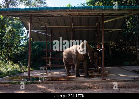 Ein Elefant wird täglich im Krankenhaus im Elephant Conservation Centre, Sayaboury, Laos, untersucht. Das Elephant Conservation Centre ist die einzige Organisation in Laos, die sich für die Erhaltung der Bevölkerung und die Zucht von Elefanten interessiert. Sie haben das einzige Elefantenkrankenhaus und Forschungslabor in Laos. Das Zentrum wurde 2011 gegründet und jetzt schützt das Team 29 Elefanten, die in der Holzeinschlag-Industrie oder Massentourismus gearbeitet hatten, und 530 Hektar Wald rund um den Nam Tien See in Sayaboury. Stockfoto