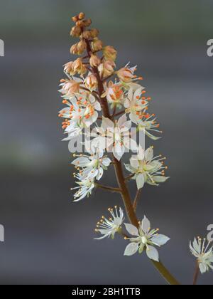 Nahaufnahme der zarten kleinen weißen Blüten von Tiarella wherryi oder Schaumblume Stockfoto