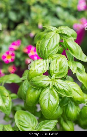 Nahaufnahme von wachsendem Basilikum (Ocimum basilicum) Stockfoto