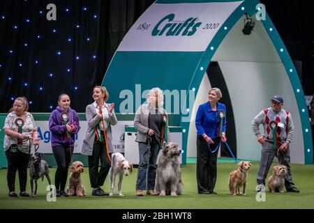 Scruffts 2020: Crossbreed Wettbewerb auf der Crufts Hundeausstellung, NEC Birmingham, Großbritannien. Stockfoto