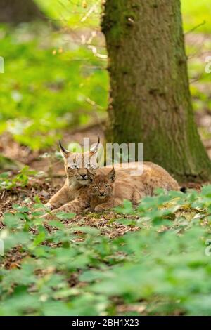 Eurasischer Luchs (Luchs Luchs), Mutter und Jungtier im Laub liegend, gefangen, Nationalpark Bayerischer Wald, Bayern, Deutschland Stockfoto