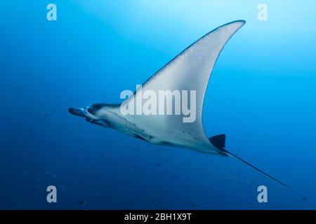Riff Manta ray (Manta alfredi), Schwimmen im blauen Wasser, Pazifischer Ozean, Sulu Lake, Tubbataha Reef National Marine Park, Palawan Province, Philippinen Stockfoto