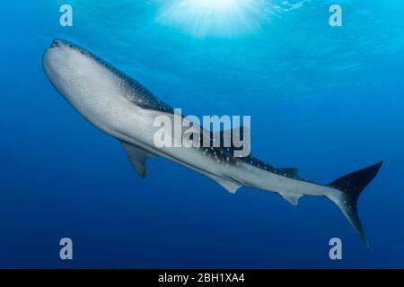 Walhai (Rhincodon typus) von unten, im blauen Wasser, Pazifik, Sulu Lake, Tubbataha Reef National Marine Park, Palawan Province, Philippinen Stockfoto