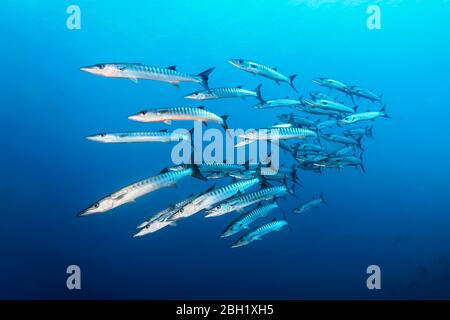 Schwarm von Fischen Blackfin barracuda (Sphyraena qenie), Schwimmen im blauen Wasser, Pazifik, Sulu Lake, Tubbataha Reef National Marine Park, Palawan Stockfoto