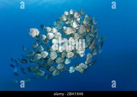 Große Schule von Fischen orbiculären Batfish (Platax orbicularis), in blauem Wasser, Pazifik, Sulu Lake, Tubbataha Reef National Marine Park, Palawan Stockfoto