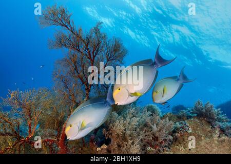 Gelbflossen-Surgeonfish (Acanthurus xanthopterus), drei, Schwimmen über Korallenriff, Pazifik, Sulu Sea, Tubbataha Reef National Marine Park Stockfoto