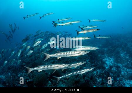 Schwarm von Fischen Schwarzflossen barracudas (Sphyraena qenie), dahinter Schwarm Bigeye trevally (Caranx sexfasciatus) Pacific, Sulu Lake, Tubbataha Reef Stockfoto