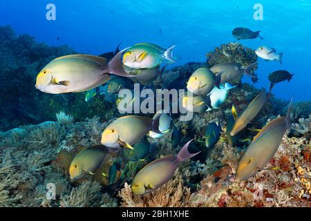 Schwarm von Fischen Gelbflossen-Surgeonfish (Acanthurus xanthopterus), Schwimmen über Korallenriff, Pazifik, Sulu Lake, Tubbataha Reef National Marine Stockfoto