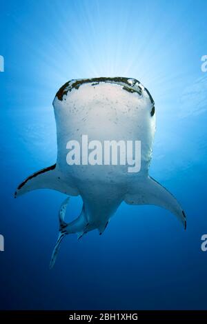 Walhai (Rhincodon typus), in blauem Wasser, von unten, mit schwerem Befall von parasitären Pachsfußkrebsen (Pandarus rhincodonicus), Pazifik, Sulu Stockfoto