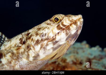 Eidechsen (Synodus sp.) auf der Uhr, Pazifischer Ozean, Sulu Lake, Tubbataha Reef National Marine Park, Palawan Province, Philippinen Stockfoto