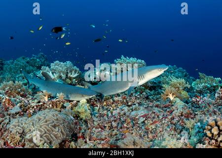 Weißspitzenriffhaie (Triaenodon obesus), zwei, beginnt über Felsbrocken von toten Korallen, Pazifik, Sulu Lake, Tubbataha Reef National Marine Park Stockfoto