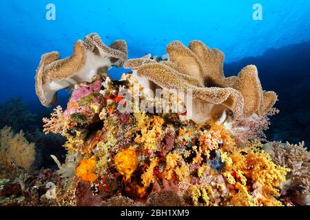 Lederkoralle (Sargophyton sp.) auf kleinen Korallenblöcken mit verschiedenen Korallen (Anthozoa) und Schwamm (Porifera), Pazifik, Sulu Lake, Tubbataha Reef Stockfoto