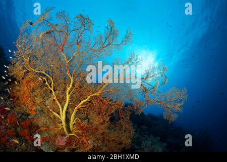 Korallenriff mit großem Mellthaea Gorgonien (Melithaea sp.), Hinterleuchtung, Pazifik, Sulu See, Tubbataha Reef National Marine Park, Palawan Provinz Stockfoto