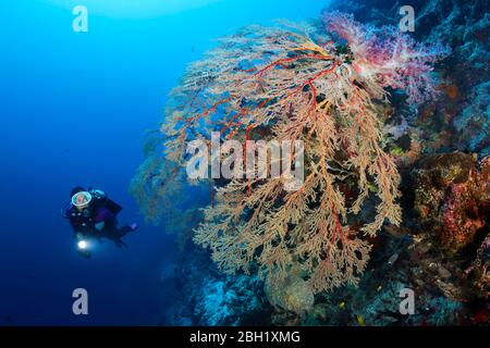 Taucher betrachten große hängende Melithaea Gorgonian (Melithaea sp.), an der Wand, oben Klunzinger's Soft Coral (Dendronephthya klunzingeri), Pazifischer Ozean Stockfoto