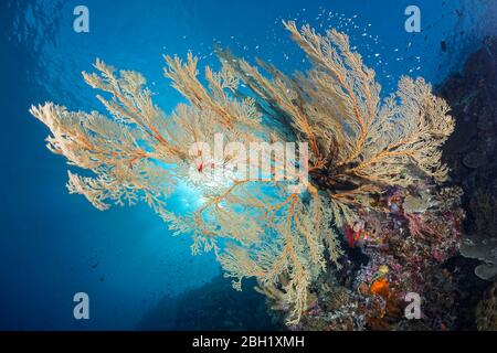 Riffabsetzung mit großen Melithaea Gorgonien (Melithaea sp.), Sonnenlicht, Pazifik, Sulu Lake, Tubbataha Reef National Marine Park, Palawan Stockfoto