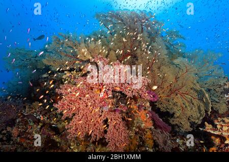 Korallenriff mit großen Mellthaea Gorgonien (Melithaea sp.), Kirschblütenkorallen (Siphonogorgia godefroyi), vielen verschiedenen Anthias (Anthiinae) Stockfoto