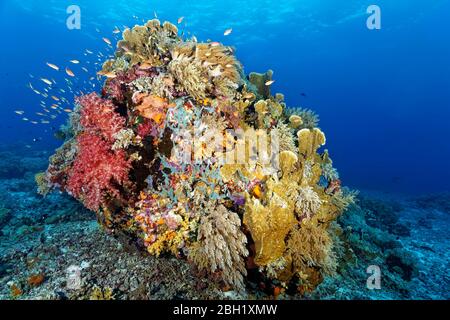 Großer Korallenblock auf Riffoberseite dicht bedeckt mit Weichkorallen (Octocorallia), Hartkorallen (Hexacorallia) und Schwamm (Porifera), Pazifik, Sulu Meer Stockfoto