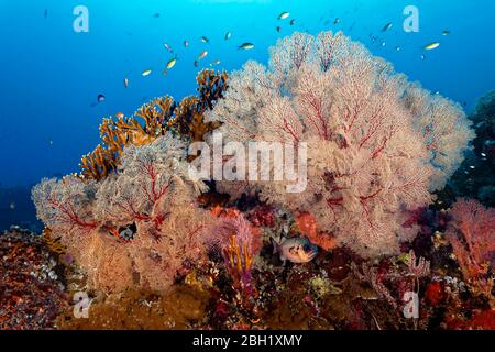 Schildflossen-Soldatenfisch (Myripristis adusta), Gorgonien (Melithaea sp.), oben Millepora Feuerkoralle gelb (Millepora dichotoma), Pazifischer Ozean, Sulu Stockfoto