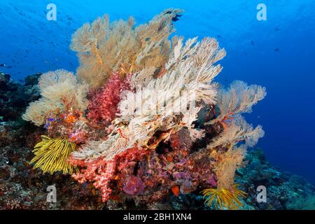 Korallenblock, groß, Melithaea Gorgonien (Melithaea sp.), Klunzinger's Soft Coral (Dendronephthya klunzingeri), Hair Star gelb (Oxycomanthus Stockfoto