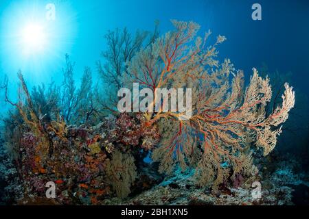 Riffabsetzung mit großen Melithaea Gorgonien (Melithaea sp.), Sonnenlicht, Pazifik, Sulu Lake, Tubbataha Reef National Marine Park, Palawan Stockfoto