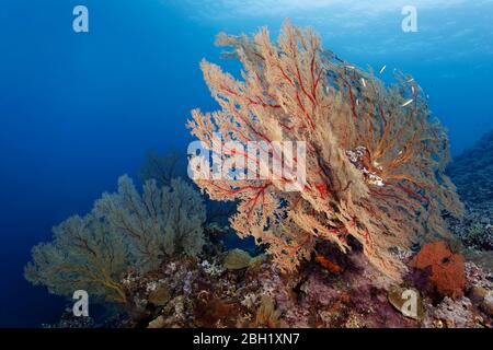 Riffabsetzung mit großen Melithaea Gorgonien (Melithaea sp.), Pazifik, Sulu Lake, Tubbataha Reef National Marine Park, Palawan Province, Philippinen Stockfoto