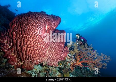 Taucher hinter Melithaea Gorgonie (Melithaea sp.) mit Blick auf Barrel Schwamm (Xestospongia testudinaria), Pazifik, Sulu Lake, Tubbataha Reef Stockfoto