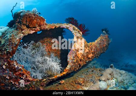 Spaghetti Finger Leder Koralle (Sinularia flexibilis) in verwittertem Kamin, weiß, Federstern (Crinozoa) Saint Quentin Schffsrack, versenkt 1898 Stockfoto