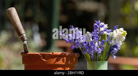 Wimbledon, London, Großbritannien. 23. April 2020. Vase mit frisch geschnittenen Blaubellen und selteneren weißen Blaubellen in einem Londoner Garten, Tag 31 der Sperrung des Coronavirus. Quelle: Malcolm Park/Alamy Live News. Stockfoto