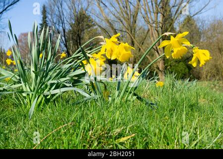 Deutschland, Wilde Narzissen (Narcissus pseudonarcissus) blühen im Frühjahr Stockfoto