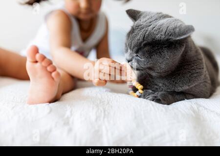 Graues britisches Kurzhaar, das auf dem Bett neben dem kleinen Mädchen liegt Stockfoto