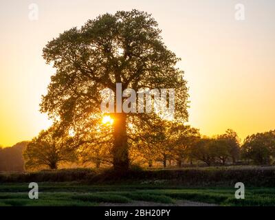 Reife Eiche im goldenen Abendlicht im Frühling.Helle neue Blätter werden hinterleuchtet, wenn die Sonne entlang einer Linie von Bäumen in einer Hecke von Feldern fällt. Stockfoto