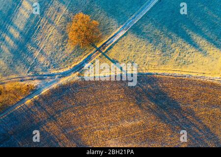 Deutschland, Bayern, Icking, Drohne Blick auf einone Eiche wächst durch Land Feldweg in der Winterdämmerung Stockfoto