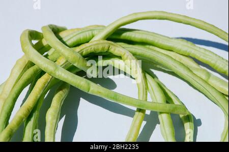 Ein Bündel von Vigna Unguiculata Sesquipedalis Bohnen – diese einjährigen Bohnen sind auch bekannt als Yardlong Bohne, Bora, langpodded Kuhpea, Spargelbohne, Stockfoto