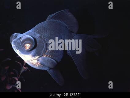 Teleskop-Goldfisch (Carassius auratus) Stockfoto