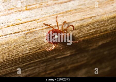 Ein einköpfiger Stern Zecken kriecht an einem Stück Holz entlang. Stockfoto