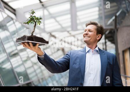 Geschäftsmann beobachten Bonsai wachsen in transparenten Box Stockfoto