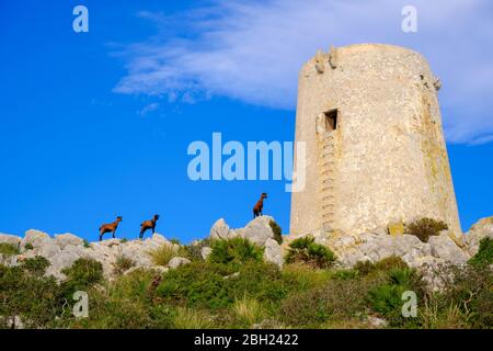 Spanien, Mallorca, Pollenca, Niederwinkel-Ansicht der Ziegen vor dem Albercutx Wachturm Stockfoto