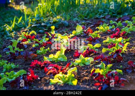 Deutschland, Lollo Rosso Salat wächst im Gemüsegarten Stockfoto