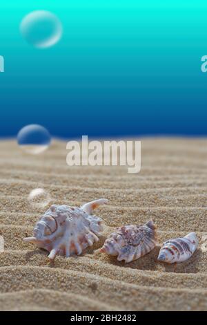 Szene des Meeresbodens. Muscheln liegen auf dem Sand. Luftblasen. Nahaufnahme. Blauer Hintergrund und verschwommen. Freier Platz für Text oder Bild. Stockfoto