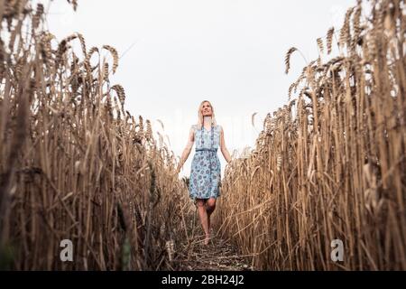 Barfuß Frau, die in einem Weizenfeld geht Stockfoto