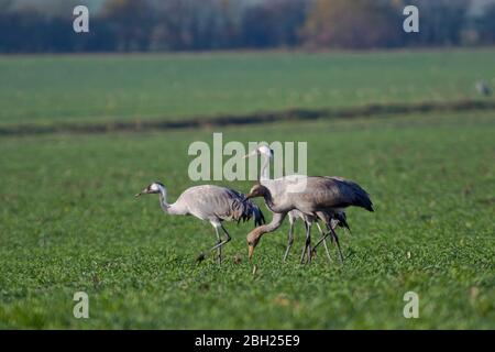 Deutschland, Kraniche (Grus grus) grasen auf dem Feld Stockfoto