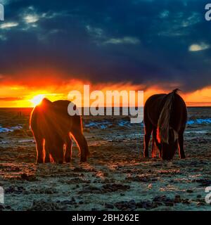 Island, isländische Pferde grasen bei dramatischen Sonnenuntergang im Sommer Stockfoto