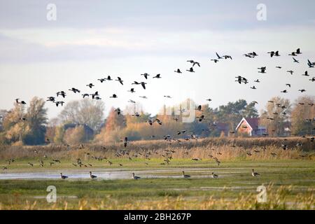 Deutschland, Mecklenburg-Vorpommern, Schwarm Graugänse (Anser anser) im Flug Stockfoto