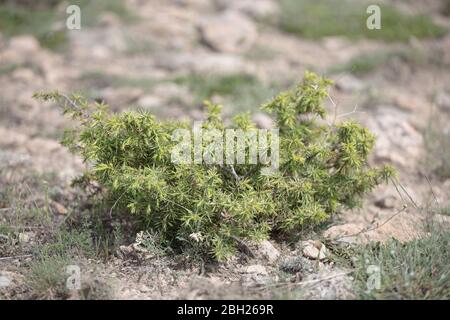 Wilde Naturstrauch von Junipers sind Nadelbäume in der Gattung Juniperus auf dem Feld Stockfoto