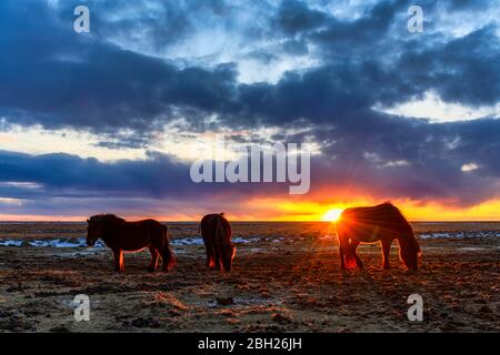 Island, isländische Pferde grasen bei dramatischen Sonnenuntergang im Sommer Stockfoto