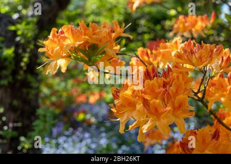 Japanische Azaleen vor dem ummauerten Garten in Eastcote House Gardens, mit blauen Glocken und blauen Vergissmeinnicht im Hintergrund. Eastcote, London, Großbritannien. Stockfoto