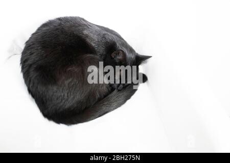 Schwarze Katze schläft auf weißer Decke Stockfoto