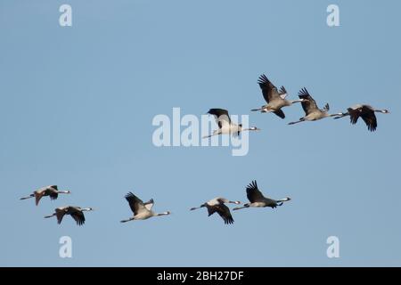 Deutschland, Schar von gewöhnlichen Kranichen (Grus grus) fliegen gegen klaren blauen Himmel Stockfoto