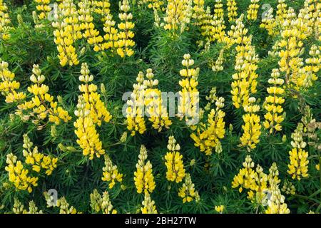 Neuseeland, Gelbbuschlupine in Blüte (Lupinus arboreus) Stockfoto